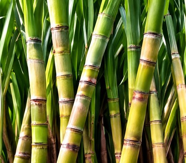 Sugar Industries